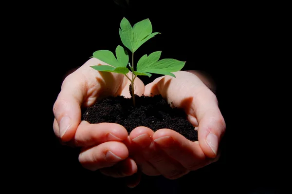 Jovem planta com solo nas mãos — Fotografia de Stock