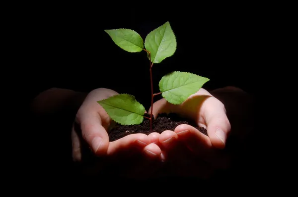 手の土壌と植物の成長を示す — ストック写真