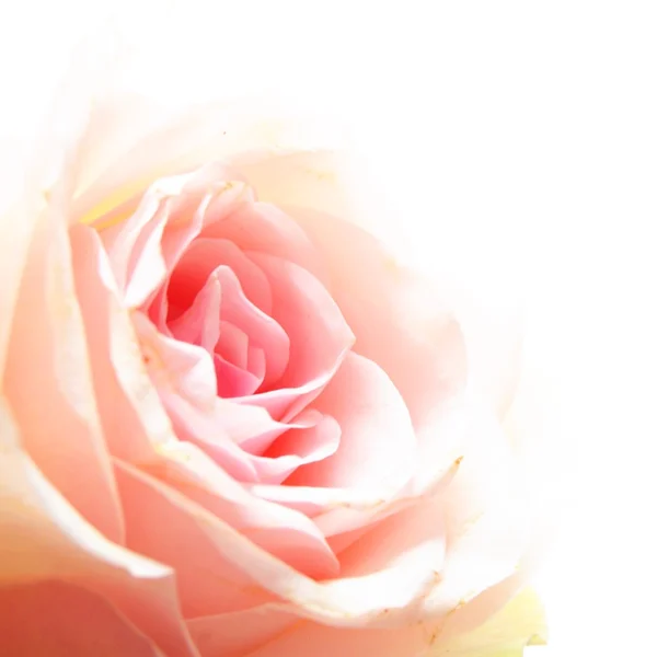 Ροδαλό λουλούδι — Φωτογραφία Αρχείου
