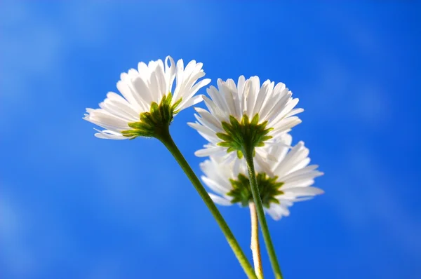 Daisy onder de blauwe hemel — Stockfoto