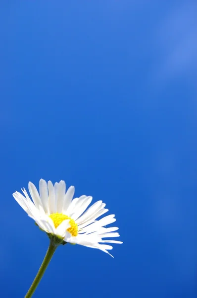 Sedmikráska pod modrou jarní obloha — Stock fotografie