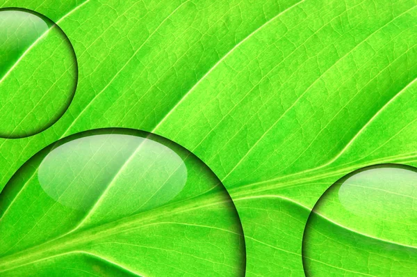 Čerstvý zelený list se kapičky vody — Stock fotografie
