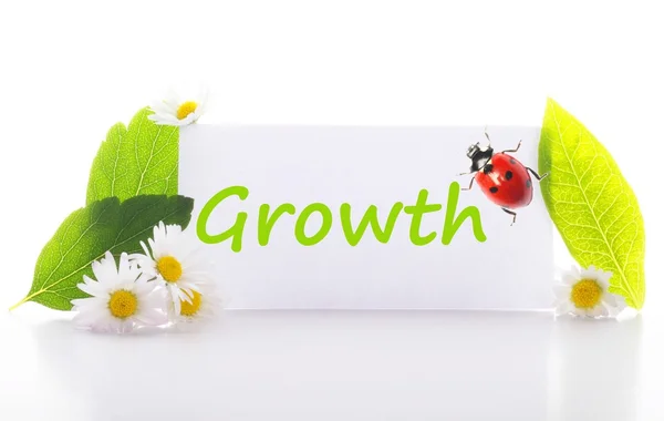 Crescimento — Fotografia de Stock