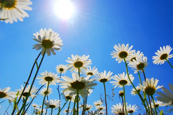 Daisy flower in summer — Stock Photo, Image