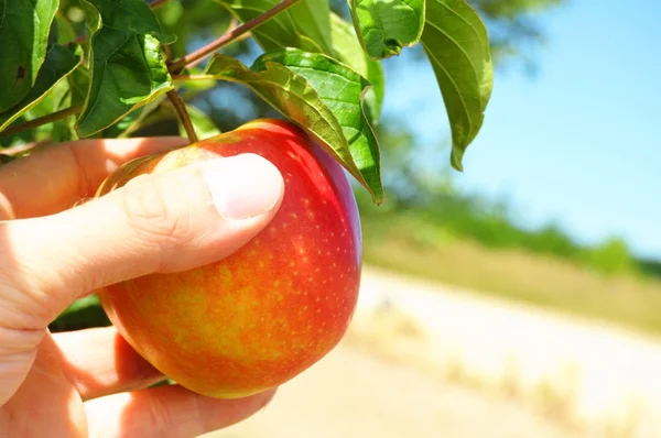 Manzana en árbol — Foto de Stock