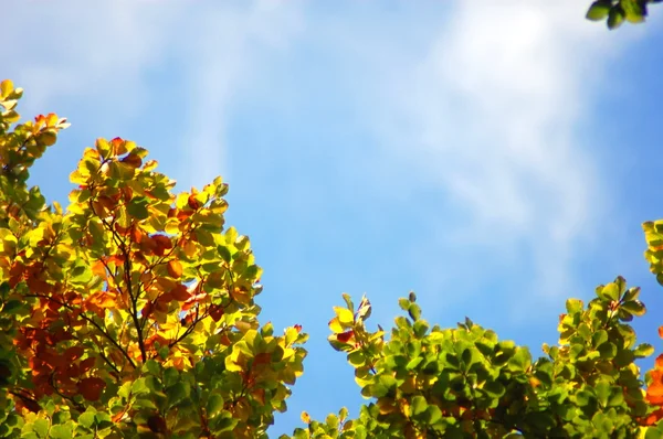 Wald und Garten mit goldenen Blättern im Herbst — Stockfoto