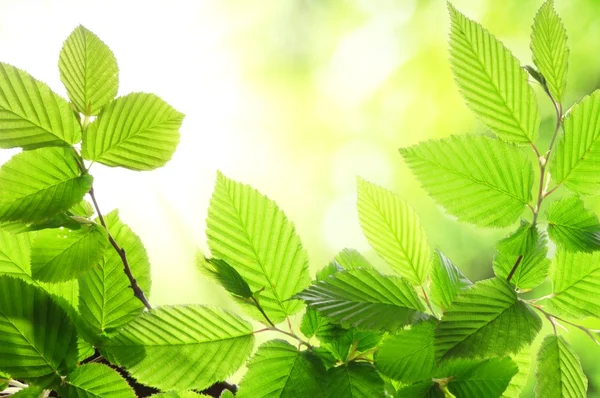 Зеленый летний лист — стоковое фото