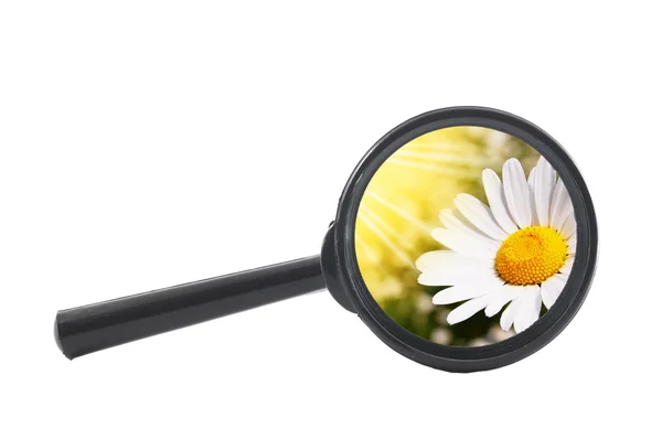 Magnifying glass and flower — Stock Photo, Image