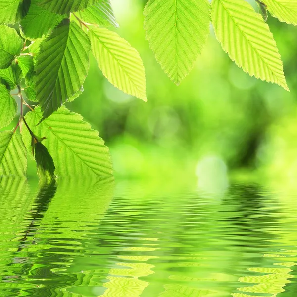 Green leave and water — Stock Photo, Image