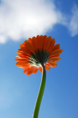 gerbera papatya