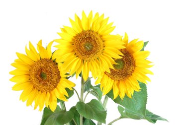 Sunflower clipart