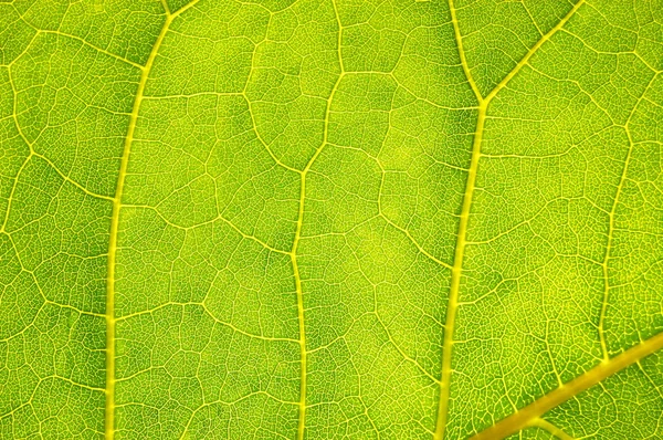 Структура и текстура зеленого листа — стоковое фото