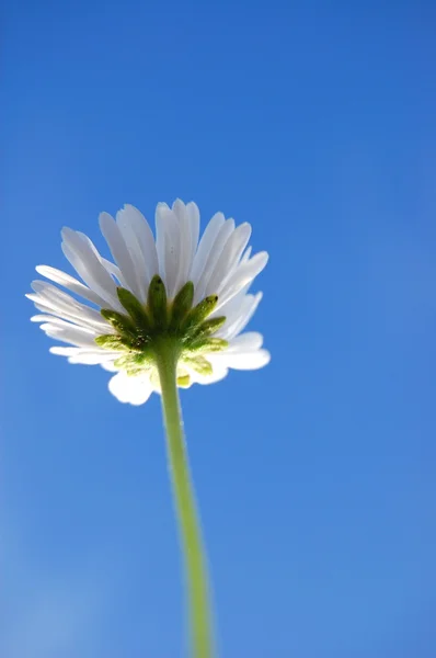 Daisy pod błękitne niebo — Zdjęcie stockowe