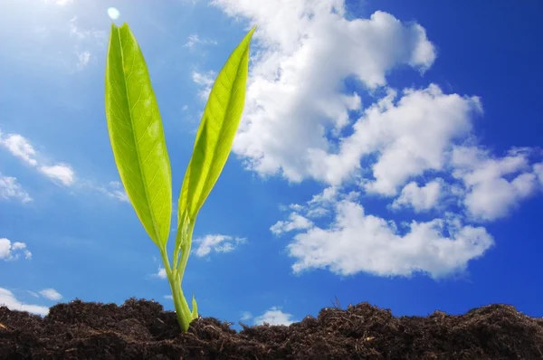 Ung plante og blå himmel – stockfoto