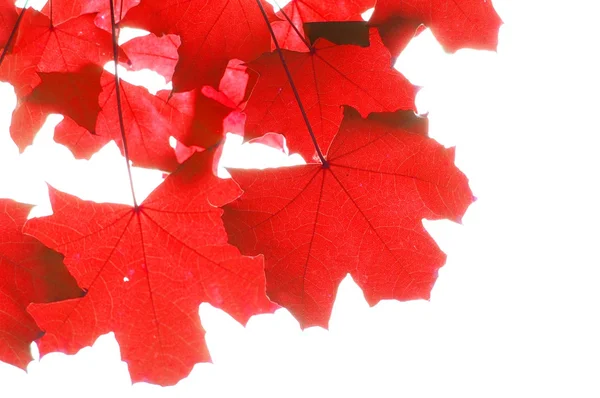 Red fall leaves — Stock Photo, Image