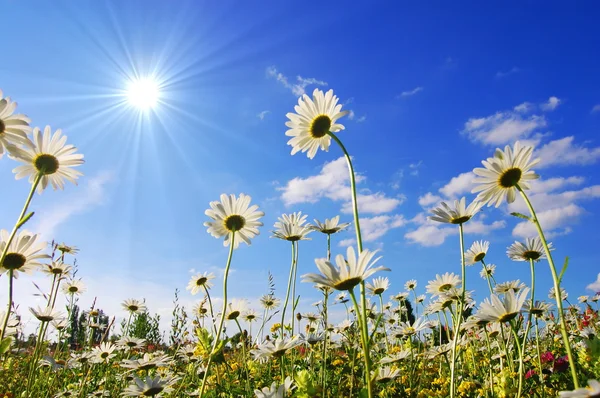 Kvetou v létě pod modrou oblohou — Stock fotografie