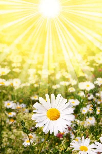 Flower and sun — Stock Photo, Image