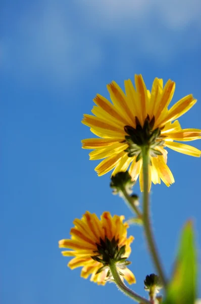 Mavi yaz göğün altında çiçek — Stok fotoğraf