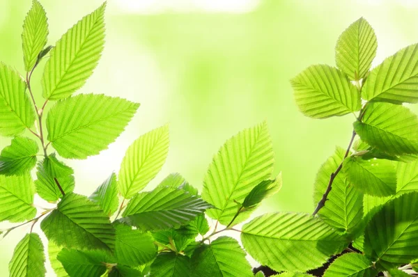 Зелені влітку листя — стокове фото