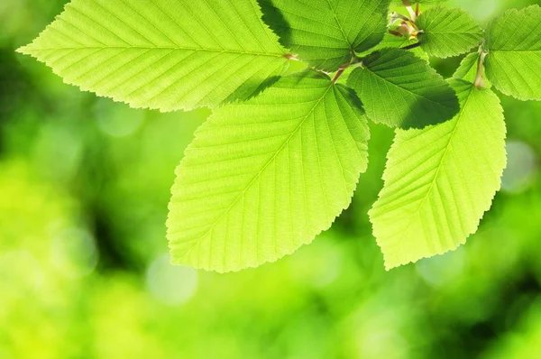 Groene zomer blad — Stockfoto