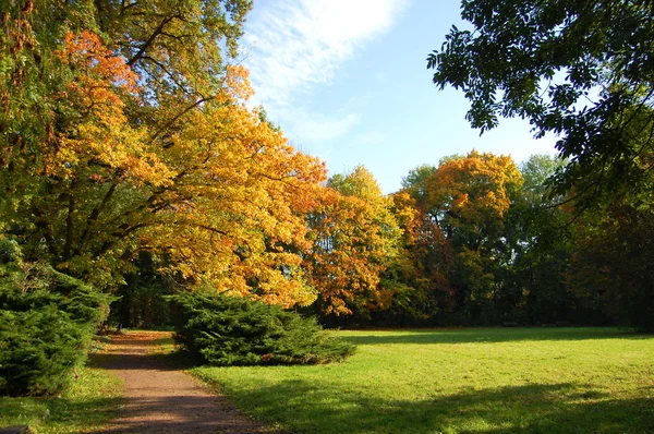 Fall in the park with green trees under blue sky — Stock Photo, Image