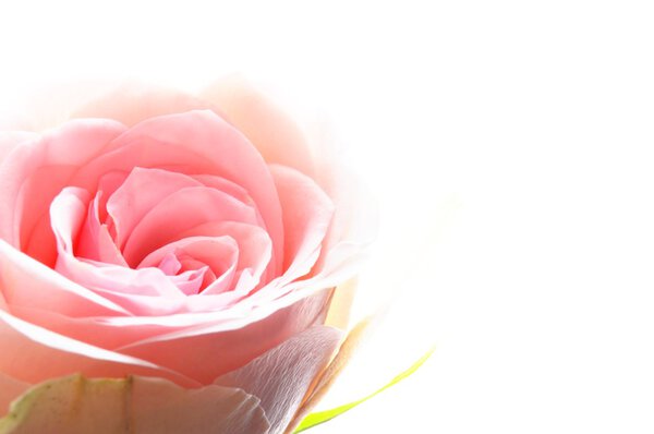 Beautyful roses bouquet with copyspace showing love or gift concept
