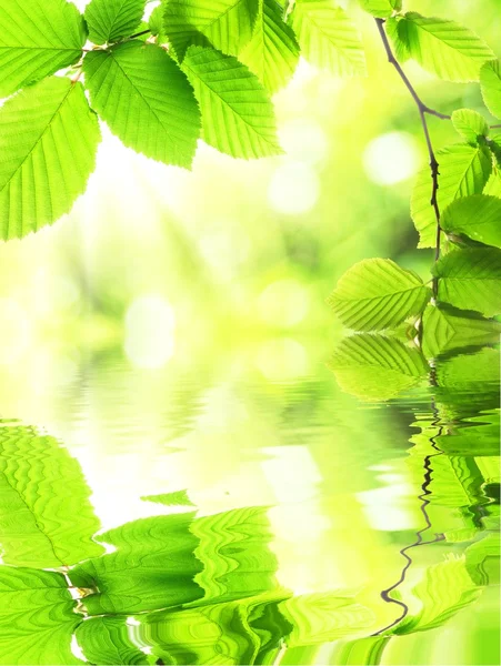 Su ve yaprak yeşil — Stok fotoğraf