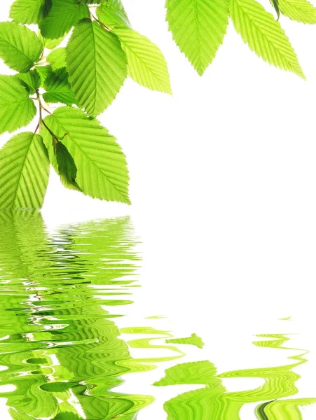 Green leave and water — Stock Photo, Image