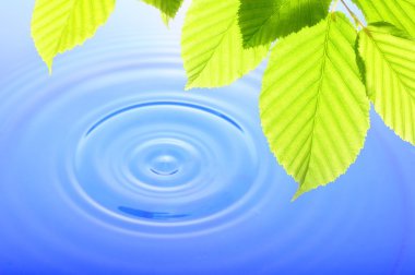 Green leaf and water drop clipart