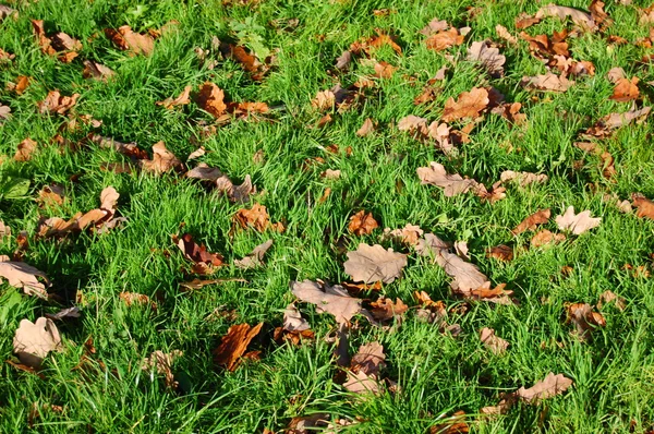 Çim dokusu ile sonbahar yaprakları — Stok fotoğraf