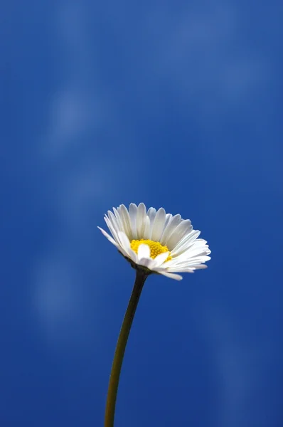 Margarita bajo el cielo azul de primavera —  Fotos de Stock
