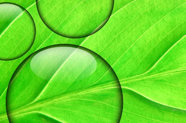 Čerstvý zelený list se kapičky vody — Stock fotografie