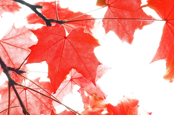 Hojas de otoño rojo —  Fotos de Stock