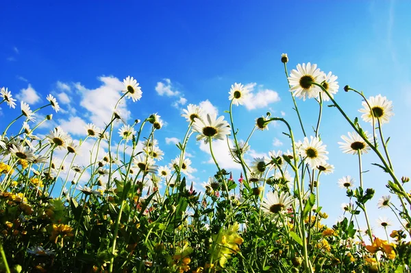 Las flores de margarita en verano — Foto de Stock