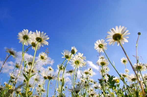 雏菊花从下面与蓝蓝的天空 — 图库照片