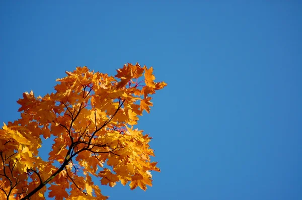 Herbstlaub — Stockfoto