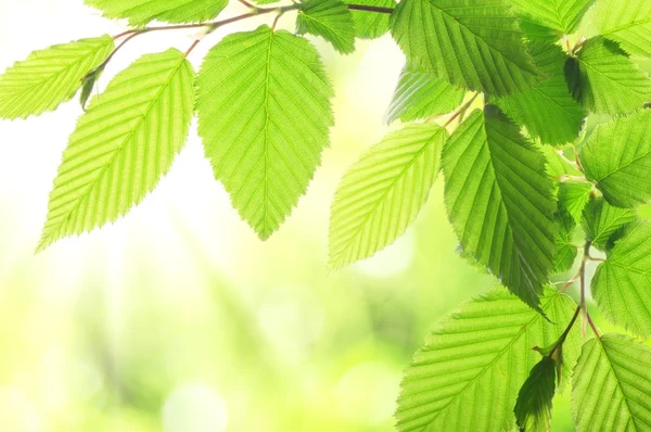 Zelené letní listy — Stock fotografie