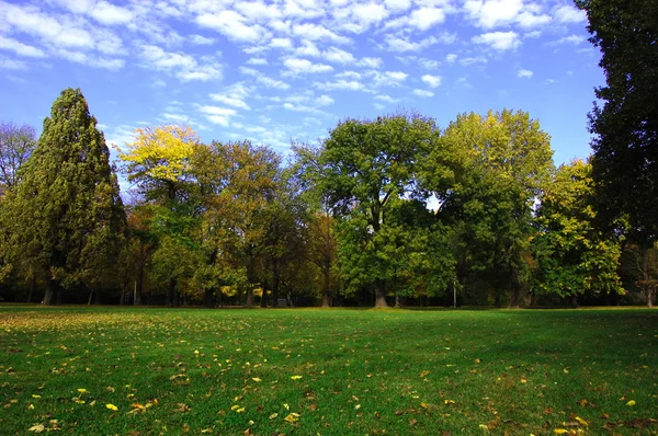 Падіння в парку з зеленими деревами під блакитним небом — стокове фото