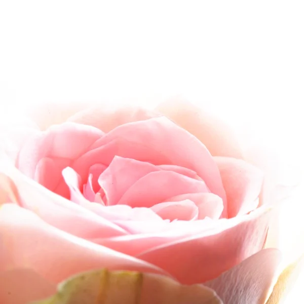 Яскраві рожеві троянди — стокове фото