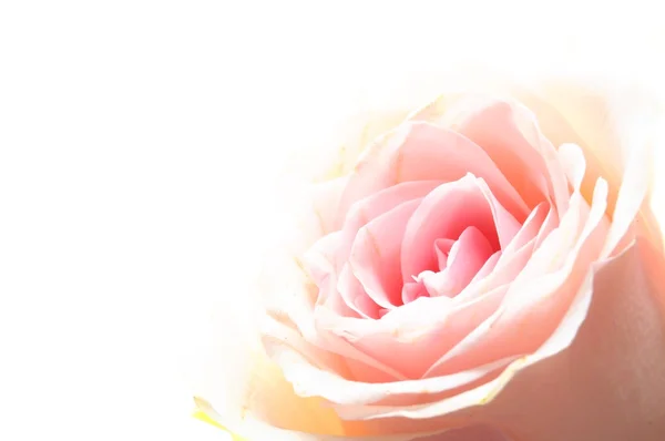 Rosa flores — Fotografia de Stock