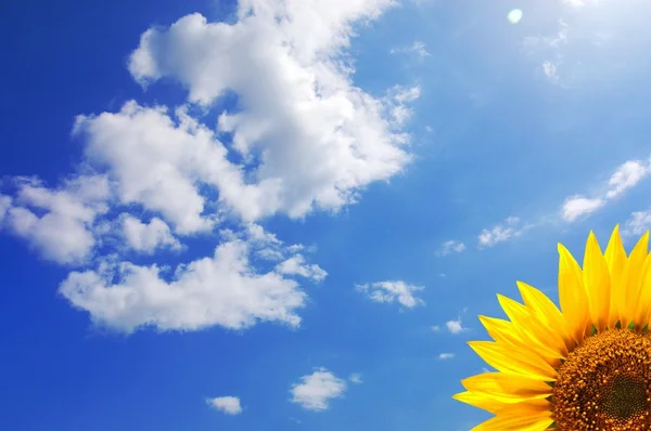 Blauwe hemel en zonnebloem — Stockfoto