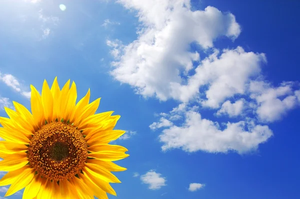 Słonecznik i błękitne niebo — Zdjęcie stockowe