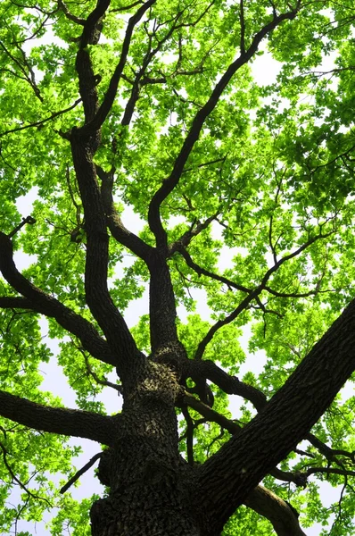 Árvore — Fotografia de Stock