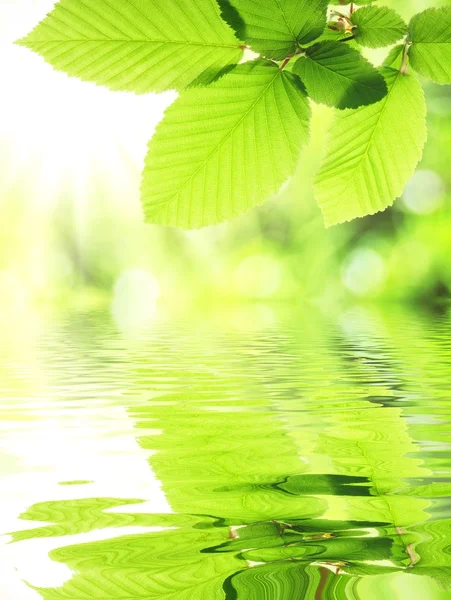 Πράσινο φύλλο και το νερό — Φωτογραφία Αρχείου