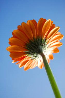 gerbera papatya