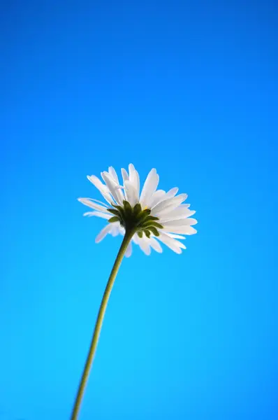 Daisy z beliw v létě pod modrou oblohou — Stock fotografie