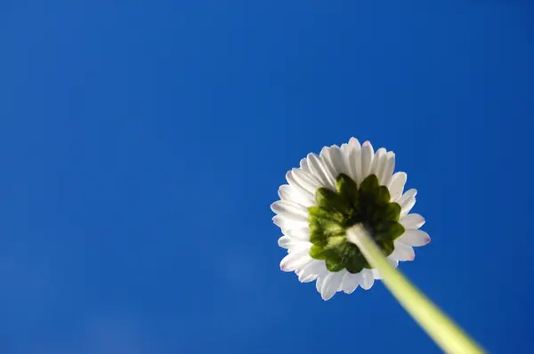 Daisy mavi gökyüzü altında — Stok fotoğraf