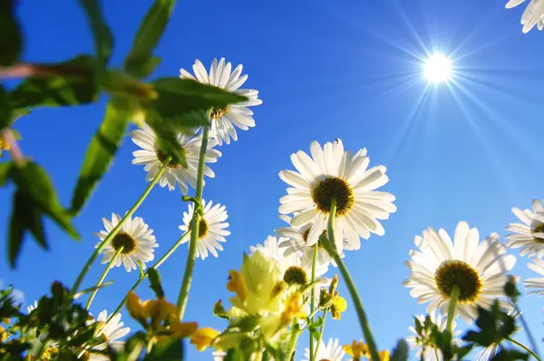 Daisy blomman under blå himmel — Stockfoto