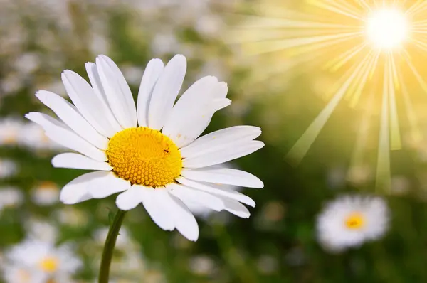 Daisy flower on a summer field — Stock Photo, Image