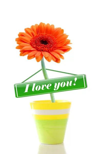 Kocham cię kwiat — Zdjęcie stockowe